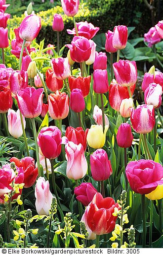 Tulpenbeet  Tulipa Garden Party  Tulipa Sorbet  Tulipa Mata Hari