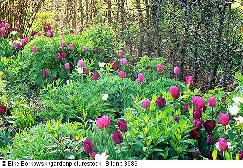 Garten mit Tulpen
