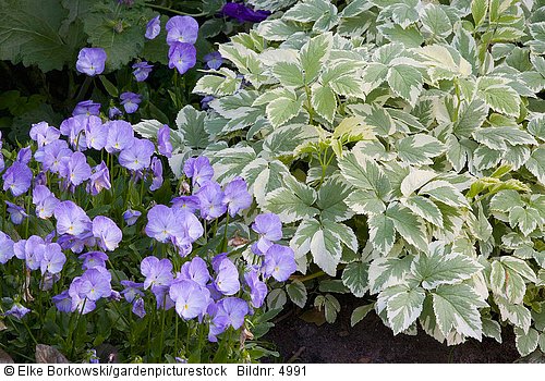 Kombination mit Bodendeckern  Giersch und Veilchen  Aegopodium podagraria Variegata  Viola cornuta