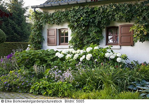 Vorgarten mit Hortensien