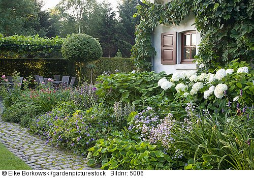 Vorgarten mit Hortensien