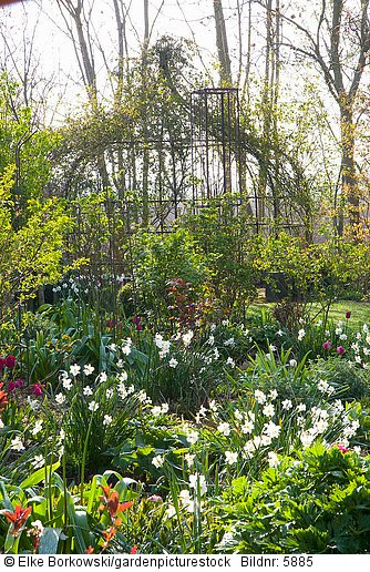 Frühlingsgarten mit Narzissen