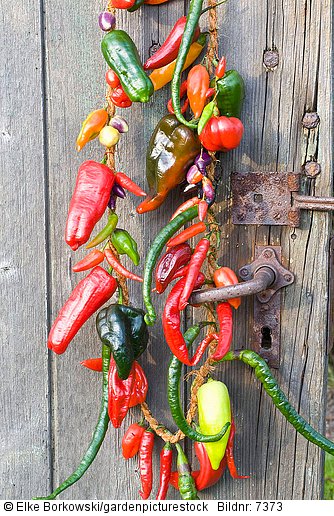 Guirlande mit verschiedenen Chilis