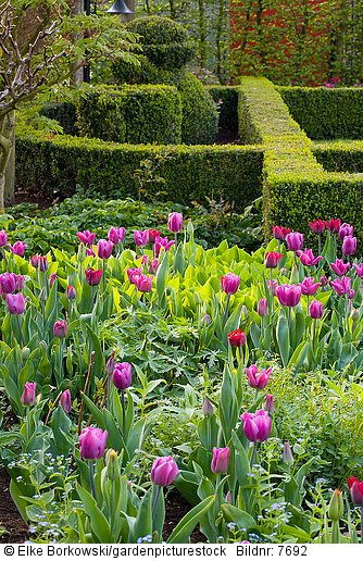Garten mit Buchsbaum und Tulpen