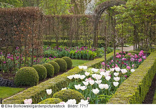 Frühlingsgarten mit Buchsbaum und Tulpen