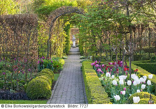 Formaler Garten mit Tulpen