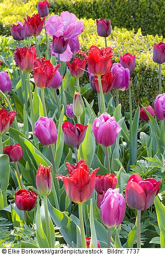 Tulpen in Rot und Violett