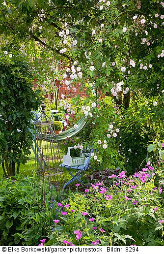 Countrygarten mit Kletterrose  Rosa Paul's Himalayan Musk Rambler