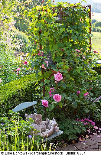 Gartendrache und Rose