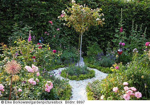 Kleiner Garten mit Rosen