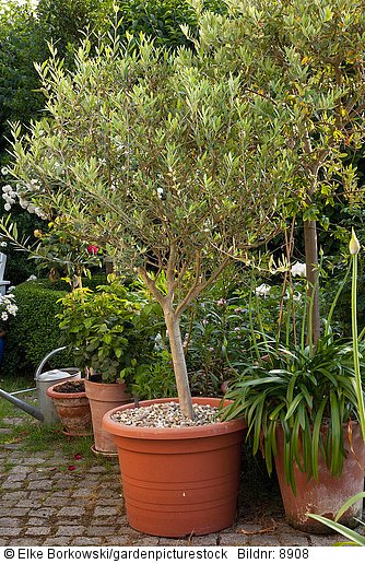 Olivenbaum im Topf  Olea europaea