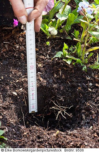 Winteralpenveilchen (Cyclamen coum) pflanzen  richtige Pflanztiefe der Knollen 5 cm  STEP 2
