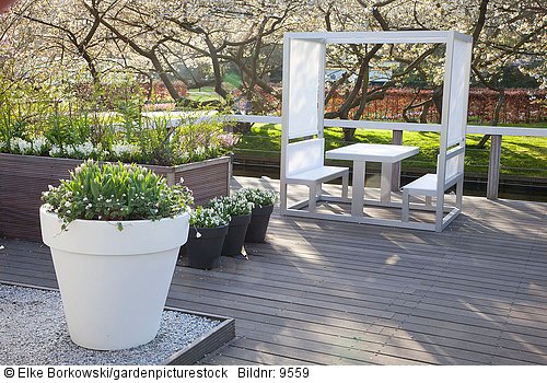 Moderner Patiogarten im Frühling  Strahlenanemone  Anemone blanda White Splendour