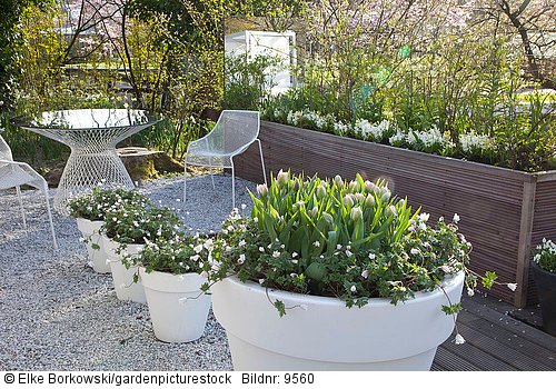 Moderner Patiogarten im Frühling  Strahlenanemone  Hyazinthe  Anemone blanda White Splendour  Hyacinthus White Pearl