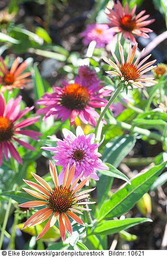 Sonnenhut in verschiedenen Farben  Echinacea Razzmatazz  Echinacea Hot Summer