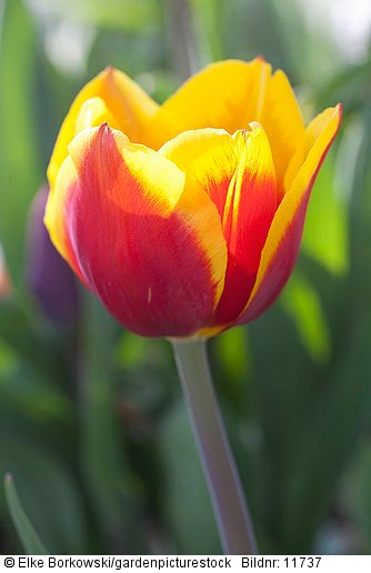Portrait Tulpe Tulipa Denmark
