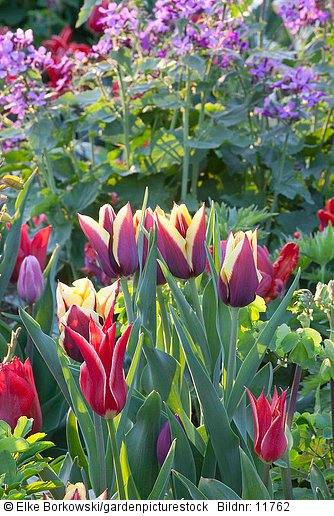 Tulpen im Frühlingsgarten