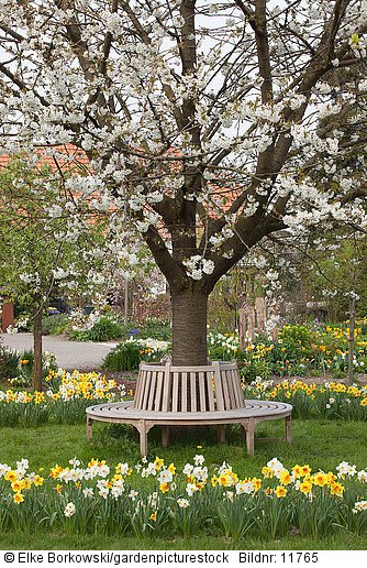 Sitzplatz unter blühendem Kirschbaum  Prunus avium