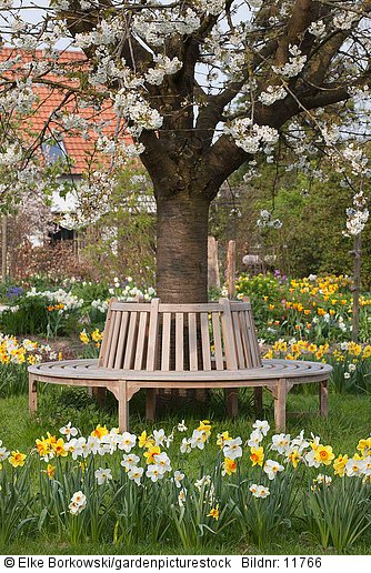 Sitzplatz unter blühendem Kirschbaum  Prunus avium