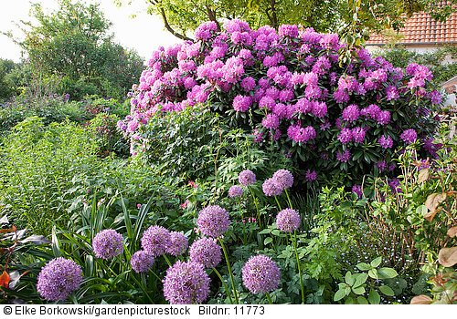 Rhododendron und Zierlauch