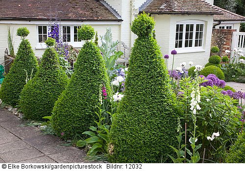 Topiary  Buxus