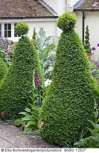Topiary  Buxus