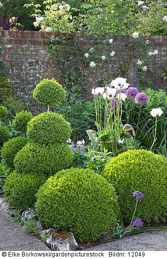 Topiary Buxus