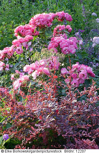 Sauerdorn und Rose Berberis thunbergii Rose Glow Rosa