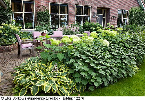 Terrasse mit Stauden und Hortensien als Hecke  Hydrangea arborescens Annabelle