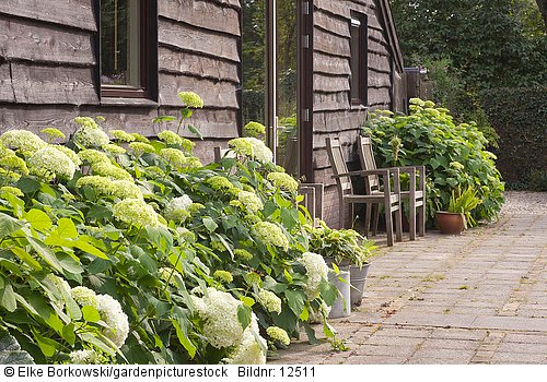 Terrasse mit Hortensien Hydrangea arborescens Annabelle