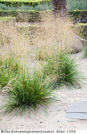 Gräser mit Deckschicht aus Sand  Deschampsia cespitosa