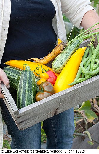 Frau hält Korb mit frisch geerntetem Gemüse