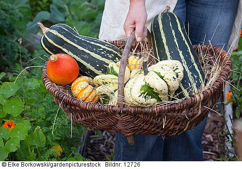 Frau hält Korb mit Zucchini und Kürbissen  Cucurbita pepo