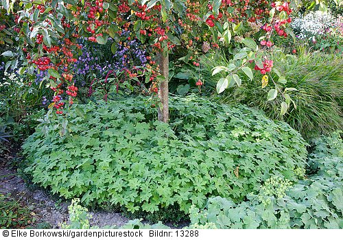 Storchschnabel unter Zierapfel  Geranium macrorrhizum  Malus Red Sentinel