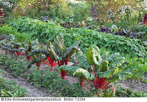 Beet mit Mangold  Buschbohnen  Möhren und Erdbeeren  Beta vulgaris  Phaseolus vulgaris  Daucus carota  Fragaria