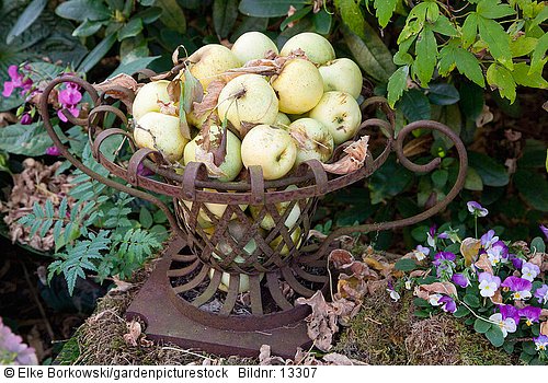 Eisenkorb mit Äpfeln  Malus domestica