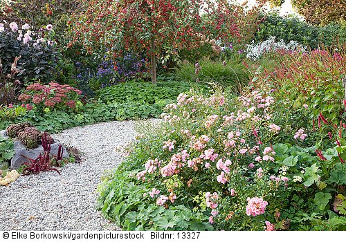 Bodendeckerrose im Herbstgarten  Rosa The Fairy  Alchemilla mollis