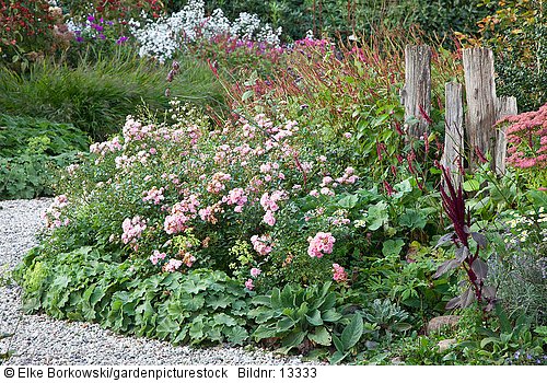 Bodendeckerrose im Herbstgarten  Rosa The Fairy Alchemilla mollis  Persicaria amplexicaulis