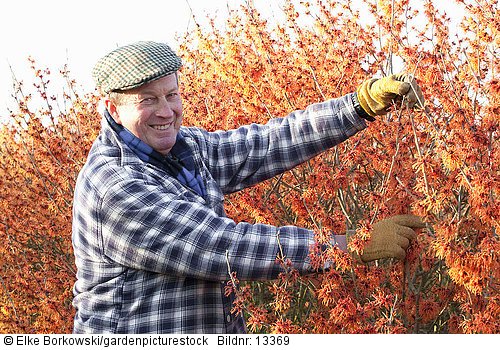 Chris Lane  Besitzer vor Hamamelis intermedia Robert