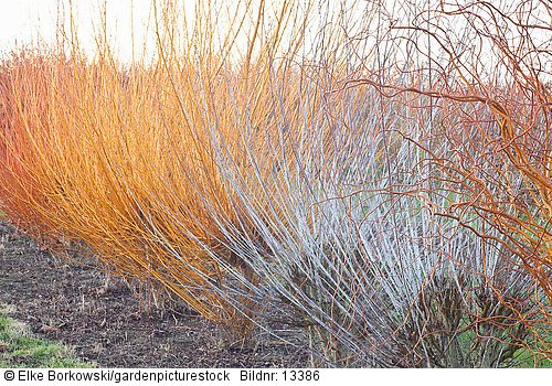 Weiden im Winter Salix alba