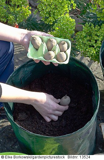 Frau pflanzt Kartoffeln Linda im Container  STEP 3