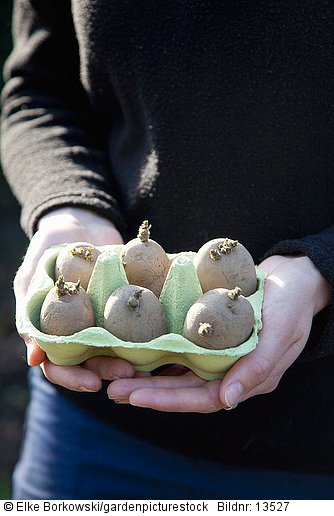 Hand hält Eierkarton mit vorgetriebenen Saatkartoffeln Linda  STEP 2