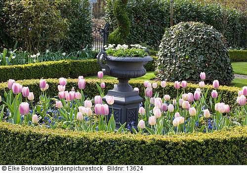 Vorgarten mit Tulpen und Traubenhyazinthen  Tulipa New Design  Muscari