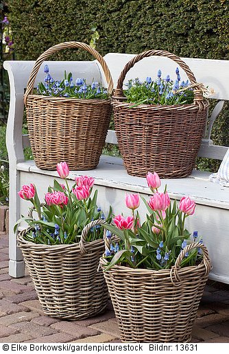Bank mit Zwiebelpflanzen  Tulipa  Muscari aucheri Blue Magic