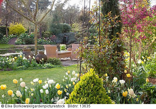 Sitzplatz im Garten  mit Tulipa West Point  Tulipa Verona Tulipa Flaming Coquette Tulipa City of Vancouver  Narcissus Lemon Drops