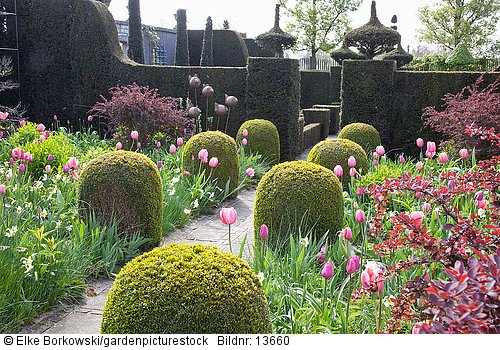 Formaler Garten mit Tulpen und Narzissen  Tulipa Pink Impression  Tulipa Pink Diamond  Tulipa Rosalie  Tulipa Violet Beauty  Narcissus Bellsong