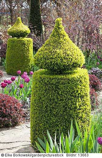 Topiary im Garten  Buxus sempervirens  Tulipa Blue Diamond