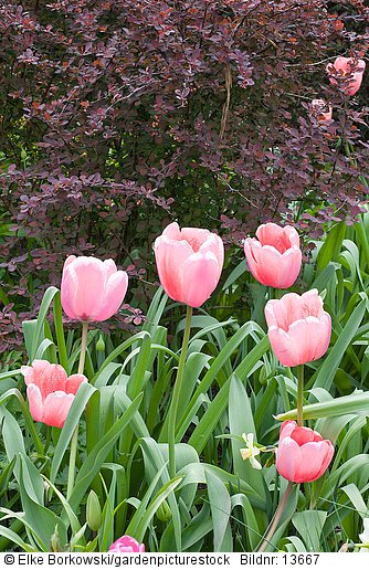 Berberitze und Tulpe  Tulipa Rosalie  Berberis thunbergii Atropurpurea