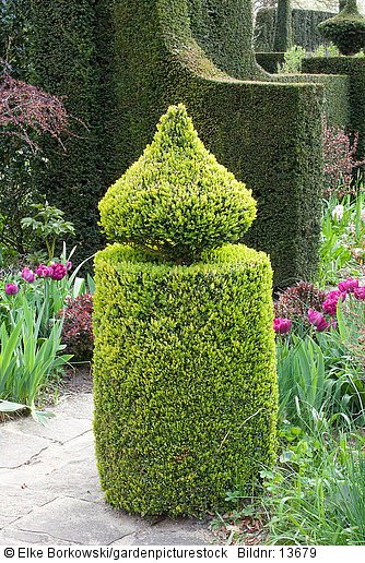 Topiary im Garten  Buxus sempervirens  Tulipa Blue Diamond