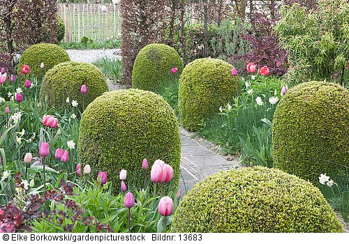 Topiary im Garten